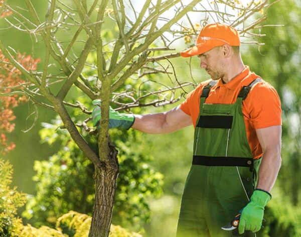 treecareprofessional